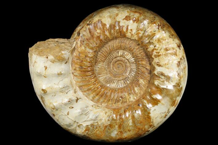 Jurassic Ammonite (Kranosphinctes?) Fossil - Madagascar #181816